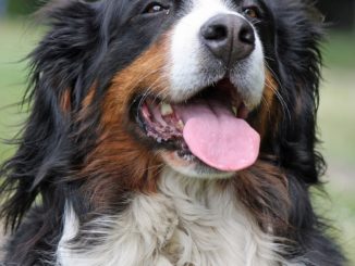 berner sennenhund kaufen