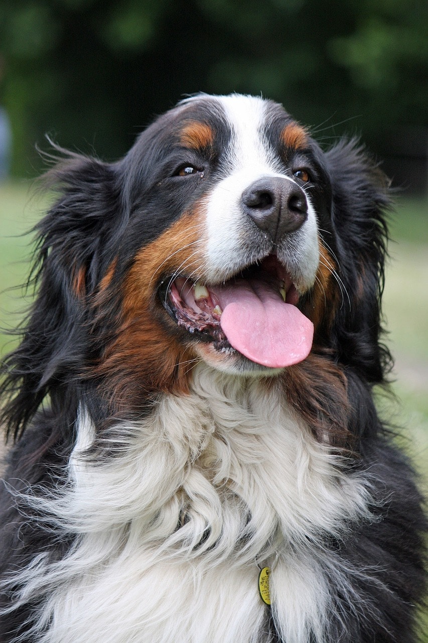 berner sennenhund kaufen 