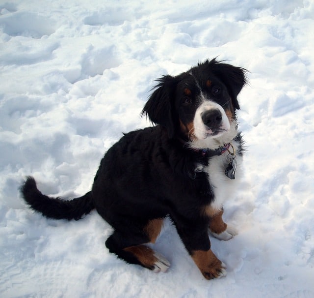 Berner Sennenhund Erziehung Hundeschule