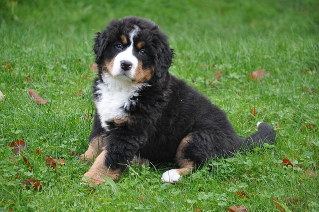 berner sennenhund züchter