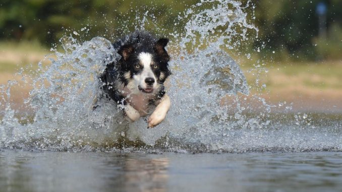 border collie wasser profil