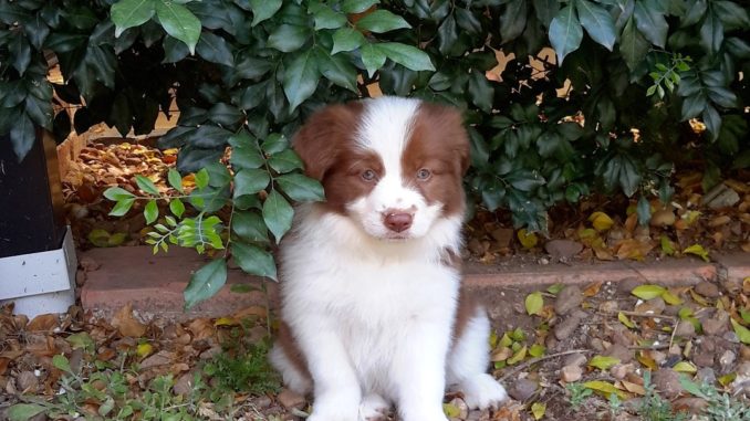 Katze Bild Mein Hund Bellt Meine Katze An