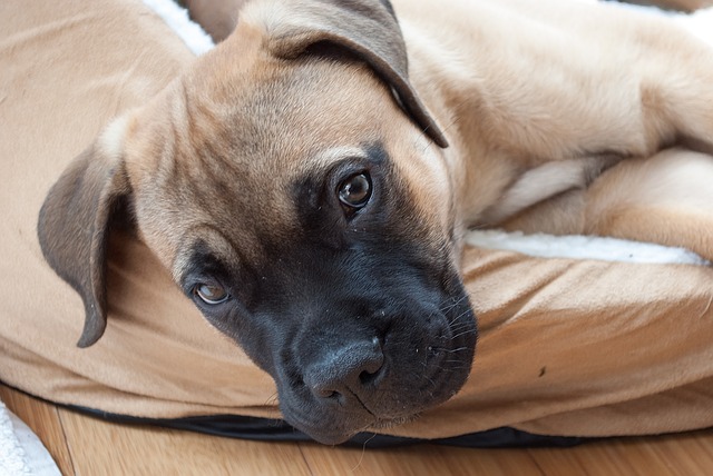 Bullmastiff Welpe vom Züchter