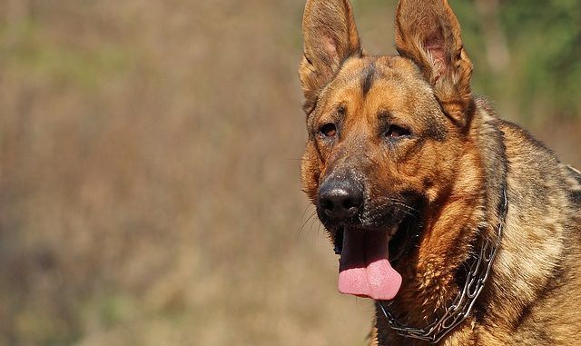 deutscher schaeferhund portrait