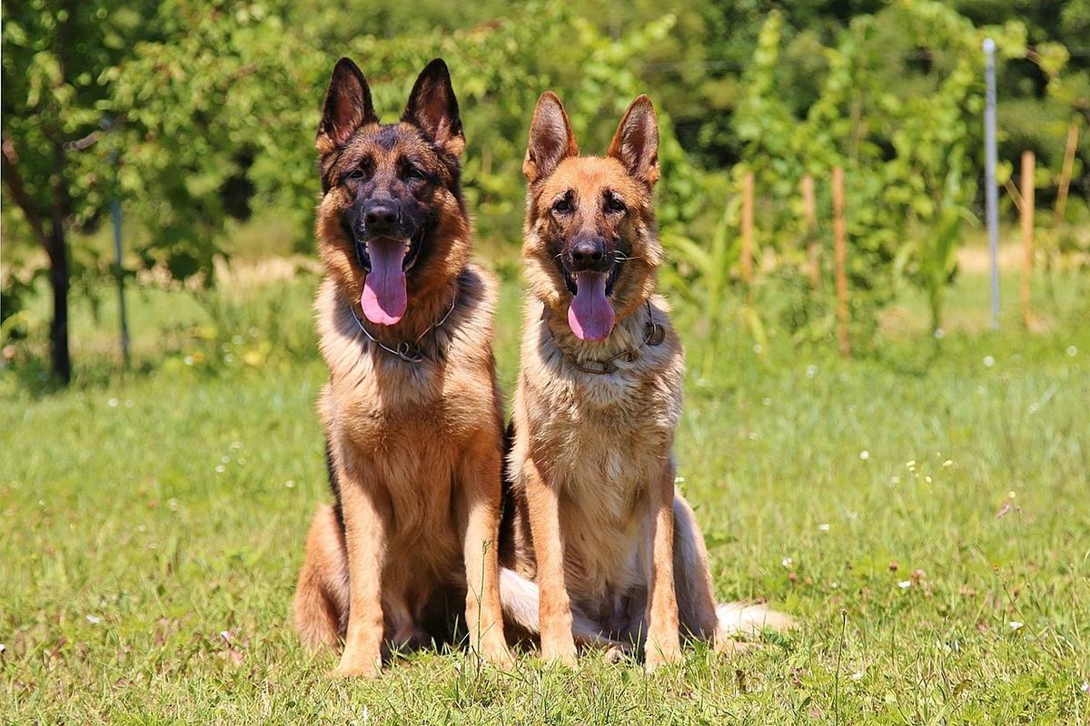 Deutscher Schäferhund Rassebeschreibung mit Bild