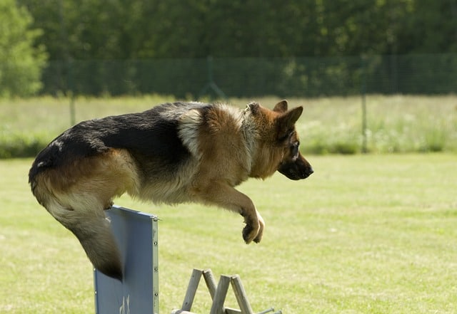 Deutscher Schäferhund im Sprung - Seine Bewegungen sind schnell und elegant