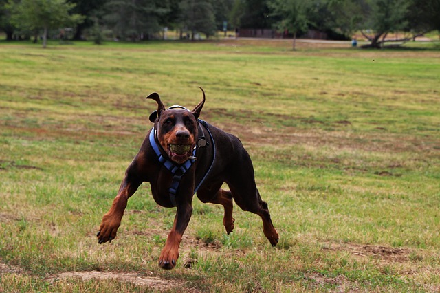 dobermann bewegung