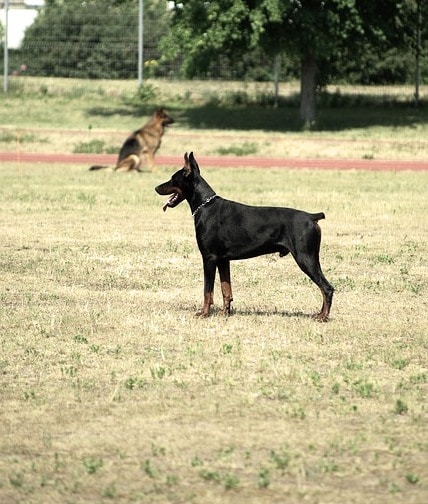 dobermann hundeschule