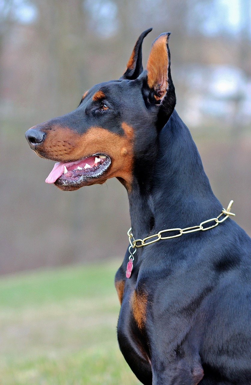 Dobermann Portrait Hundemagazin Net