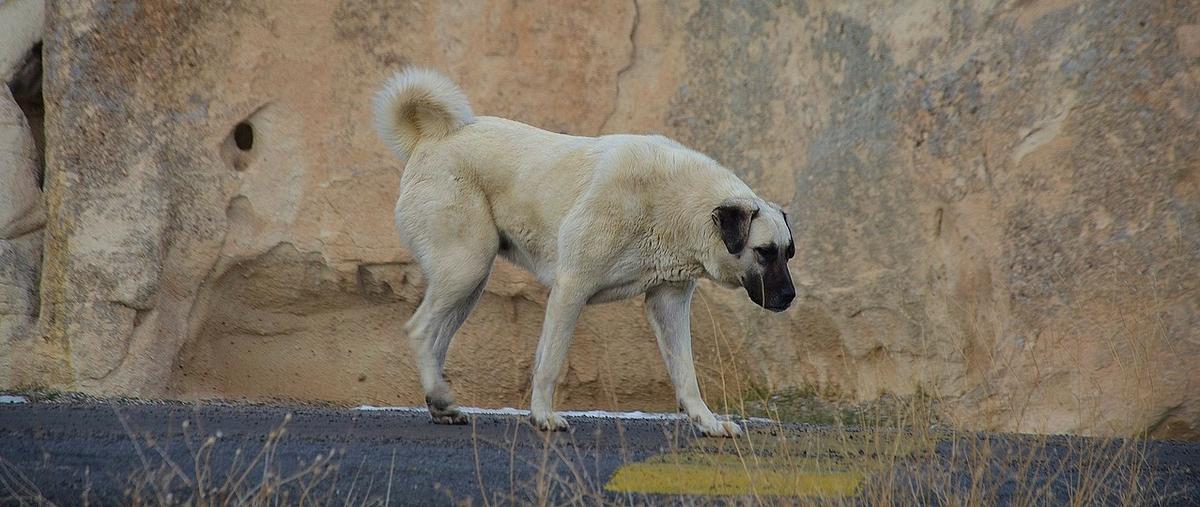 kangal portrait