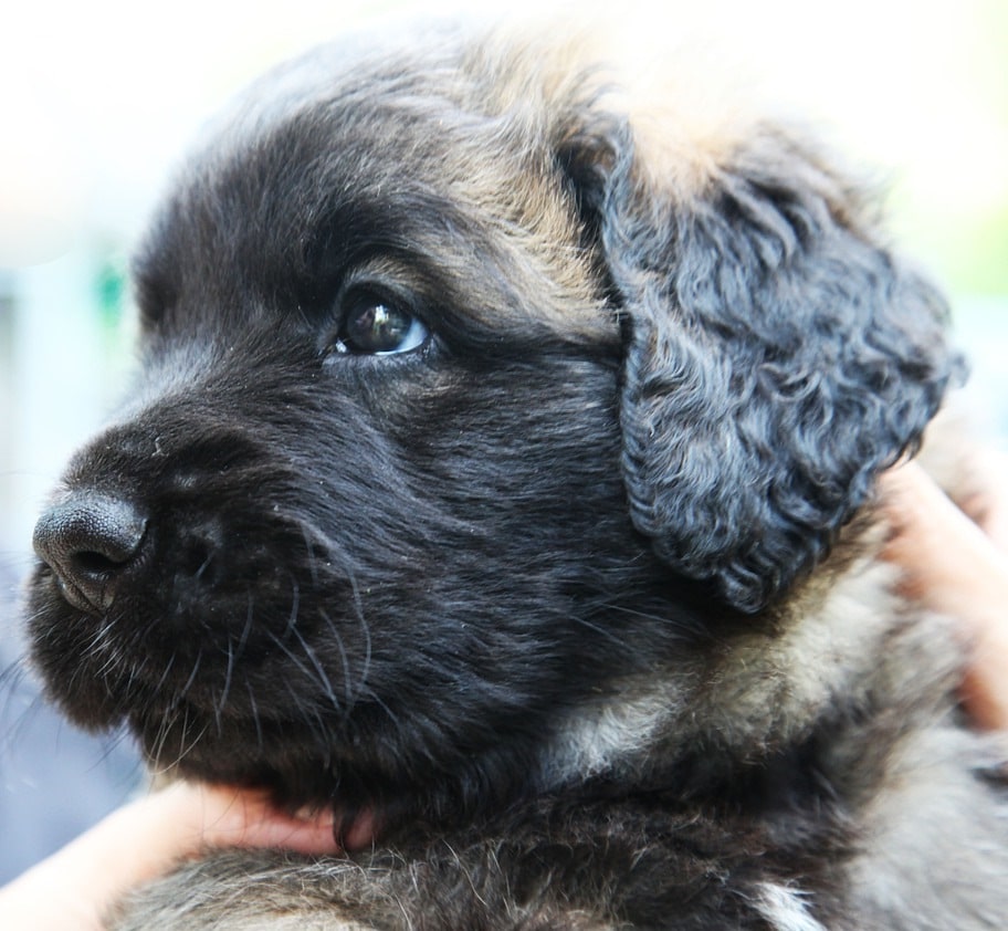 Leonberger Charkter Wesen Und Viele Bilder