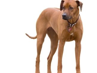 rhodesien ridgeback - der löwenhund aus simbabwe im Steckbrief