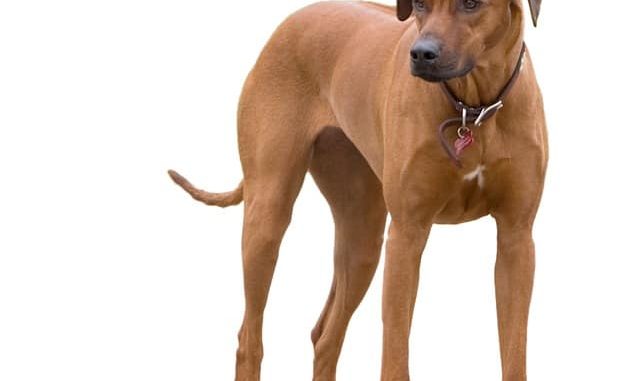 rhodesien ridgeback - der löwenhund aus simbabwe im Steckbrief