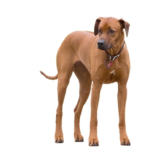 Rhodesian Ridgeback Der Lowenhund Aus Afrika Rassebschreibung
