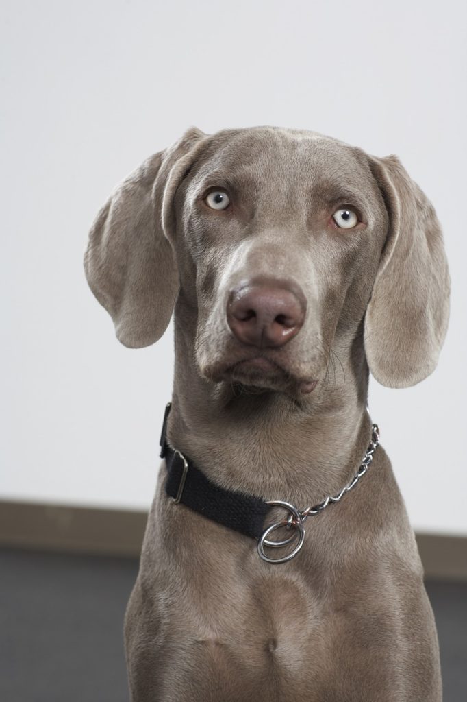 weimaraner bild portrait