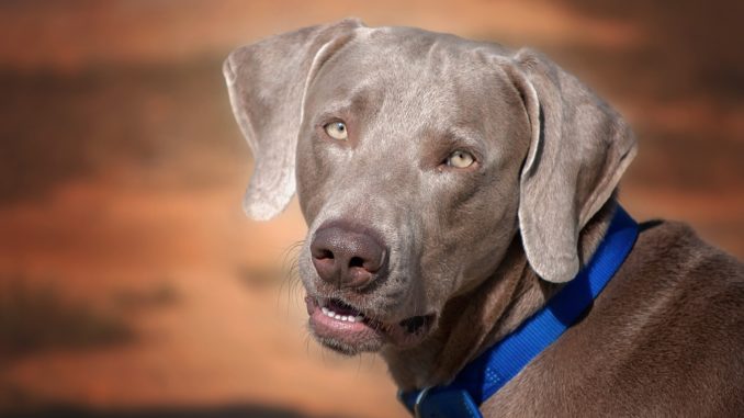 weimaraner fell hund