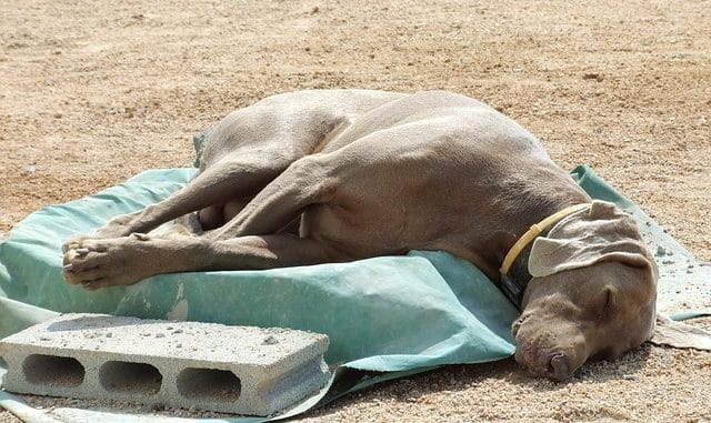 weimaraner in not