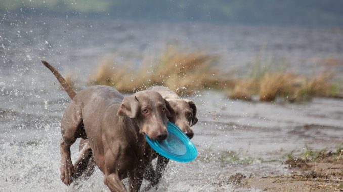 weimaraner jagdhund mit anderen hunden