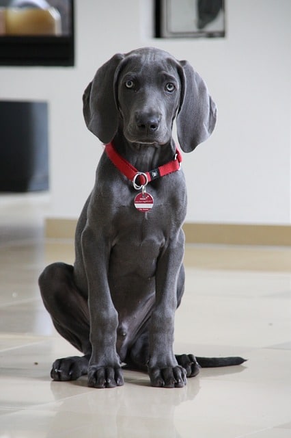 Weinmeyer weimaraner steckbrief - hundemagazin.net