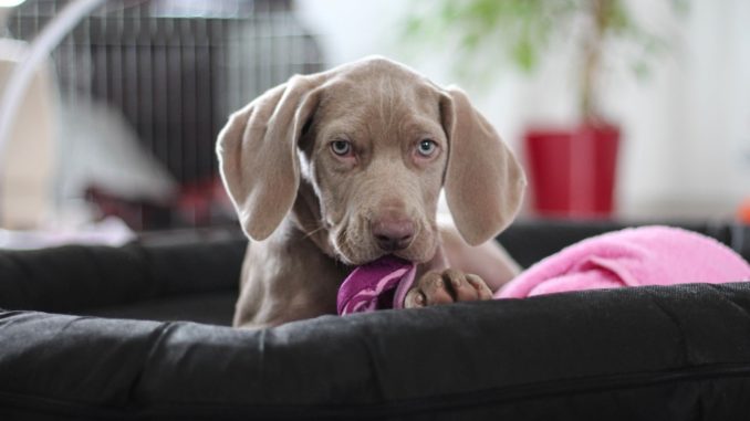 weimaraner welpe