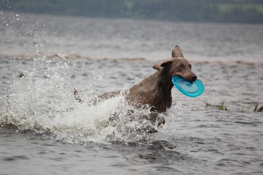 weimaraner wesen