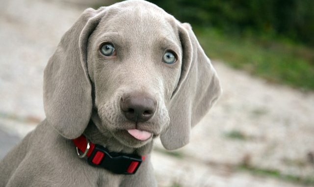 weimaraner zuechter