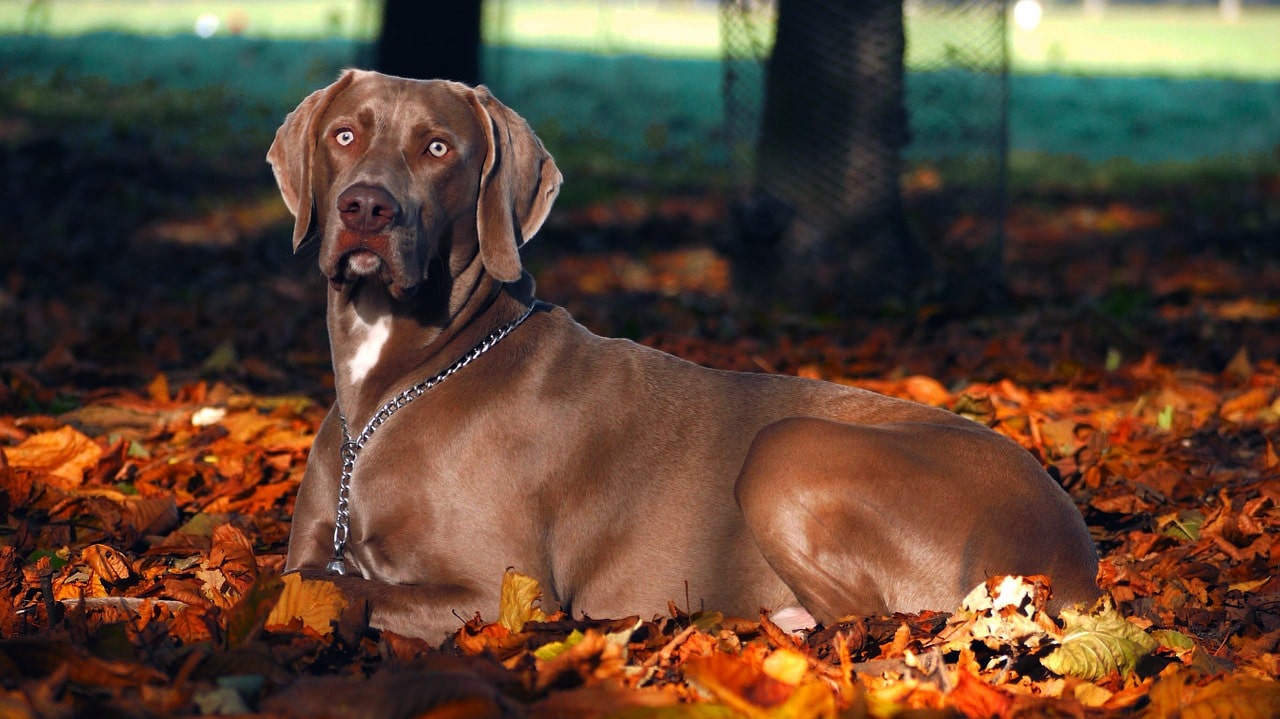 weimaraner titelbild für rasseportrait