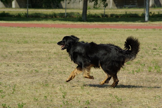 Hovawart Charakter Wesen