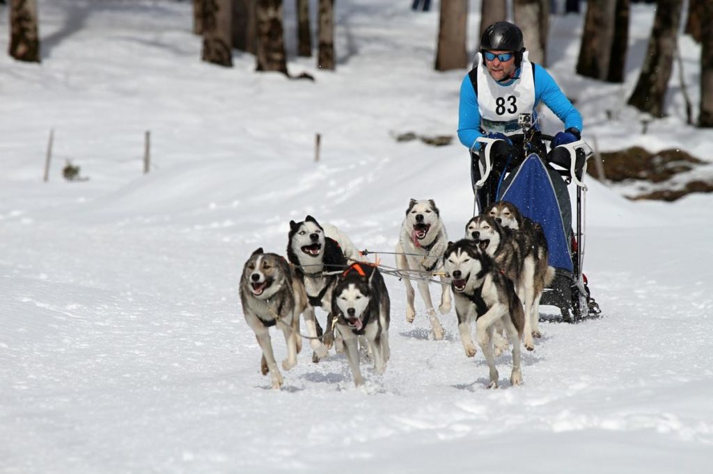 Husky Schlittenhund