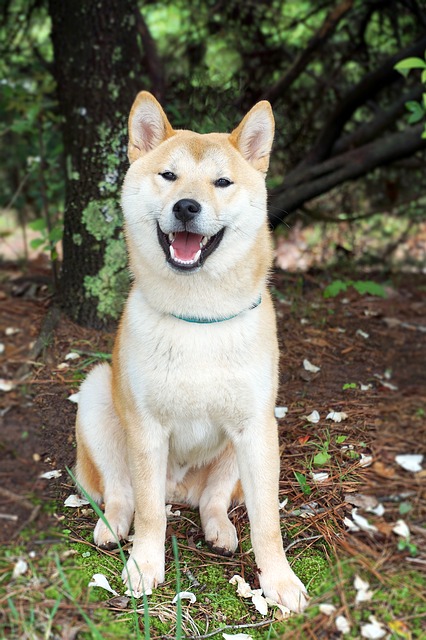 Shiba Inu Charakter