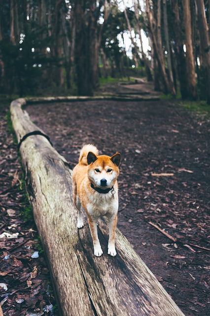 Shiba Inu Erziehung