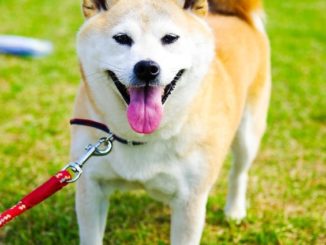 Shiba Inu Rassebeschreibung