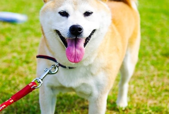 Shiba Inu Rassebeschreibung