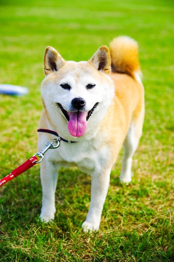 Shiba Inu Rassebeschreibung