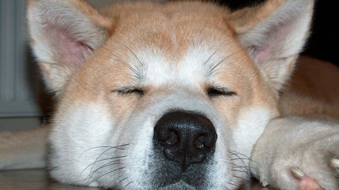 akita inu wesen