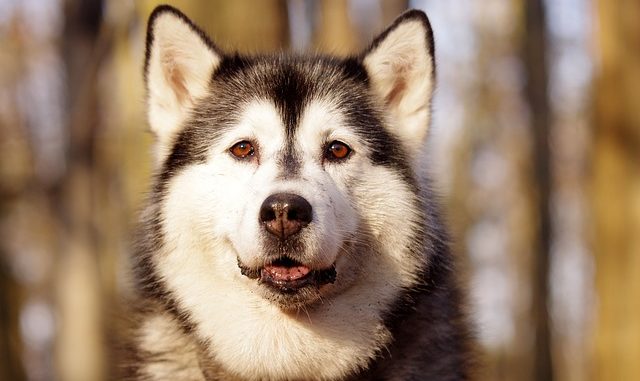 husky gesicht