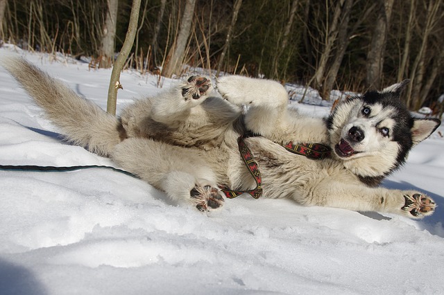 husky im schnee