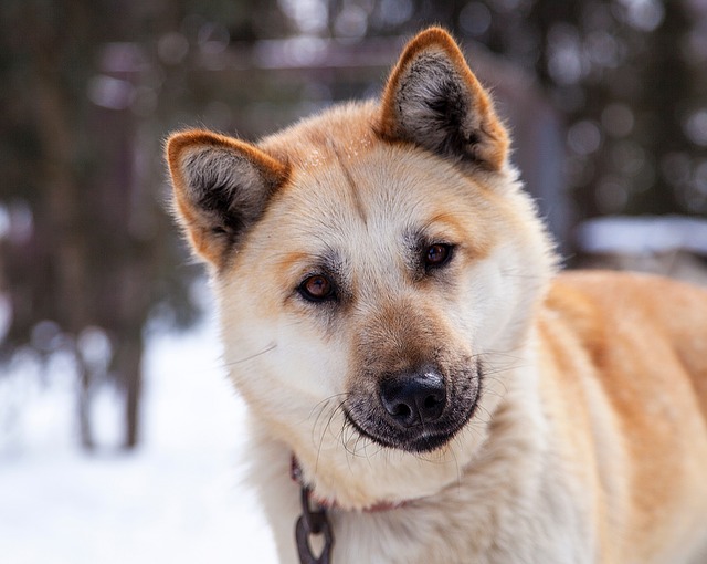 husky portrait