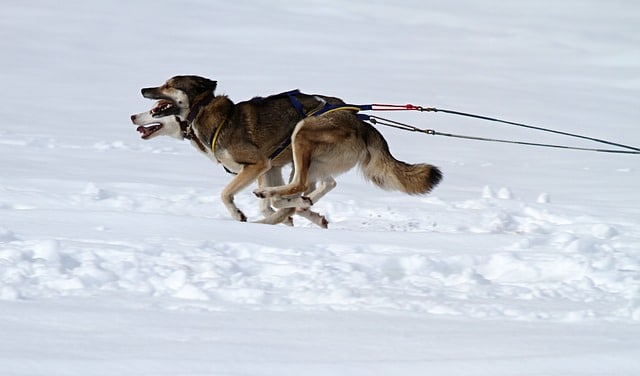 husky rennen