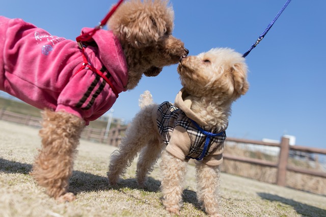 pudel hundepullover