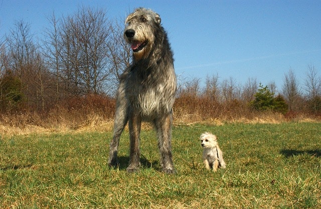 sanger Repressalier ser godt ud pudel mischling - hundemagazin.net