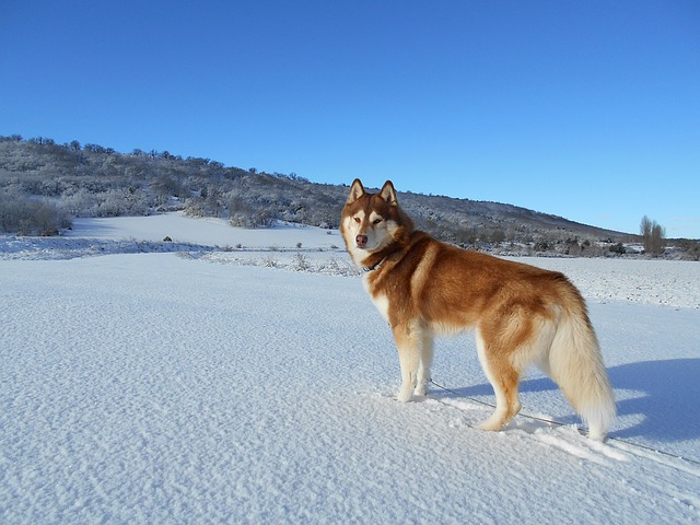 sibirischer husky