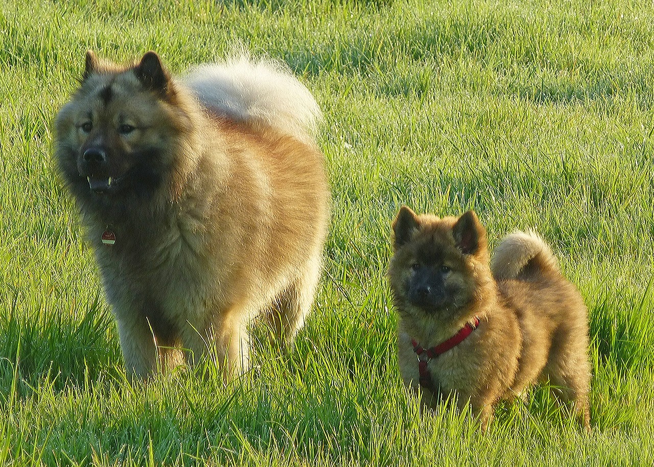 Eurasier Wesen und Charakter