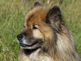 Eurasier - die alte Hunderasse