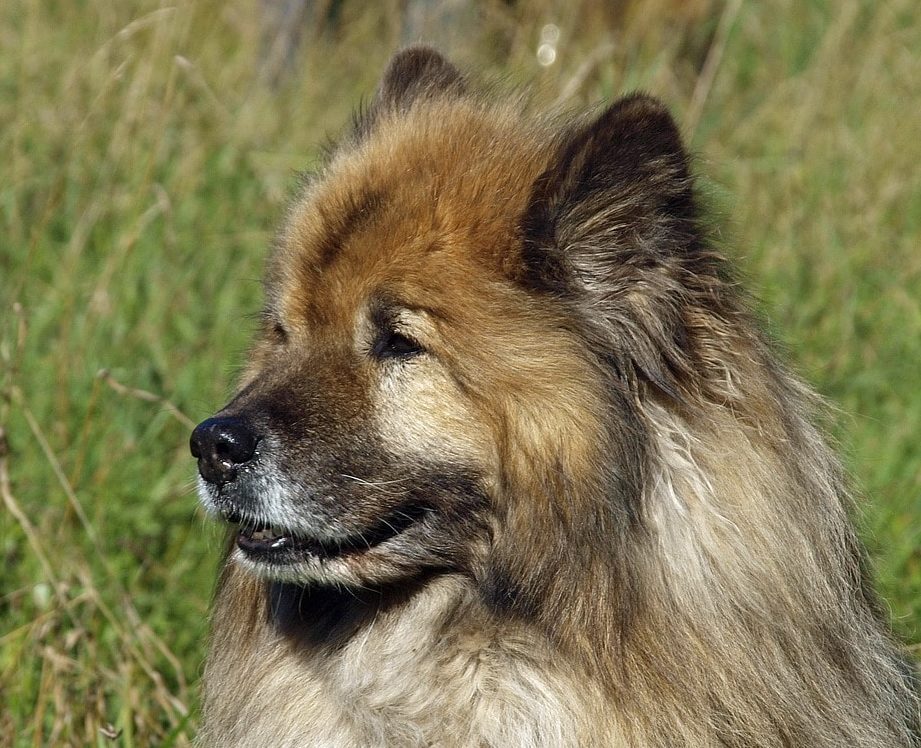 Eurasier ❤ Wunderschöner Familienhund aus Deutschland