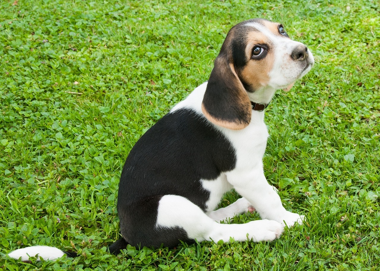 Beagle Rassebeschreibung mit Bild Charakter und Wesen
