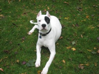 dogo argentino