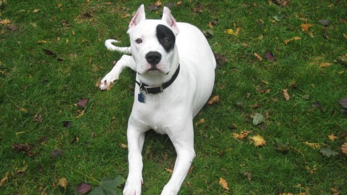 dogo argentino