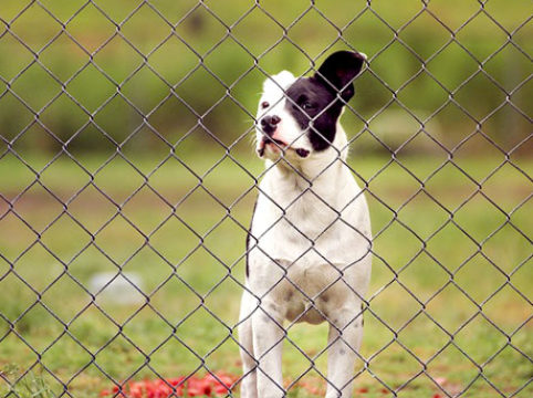 gartenzaun-hund