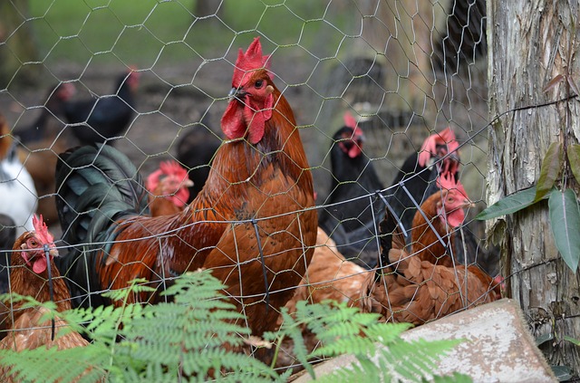 gefluegelnetz weidendraht zaun hunde